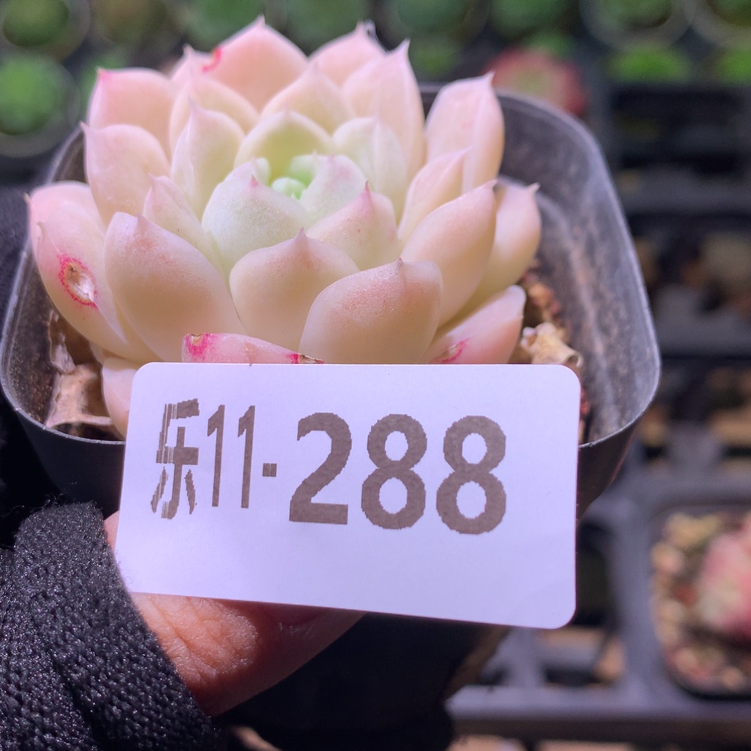 乐然11-288 麦秆 微瑕 