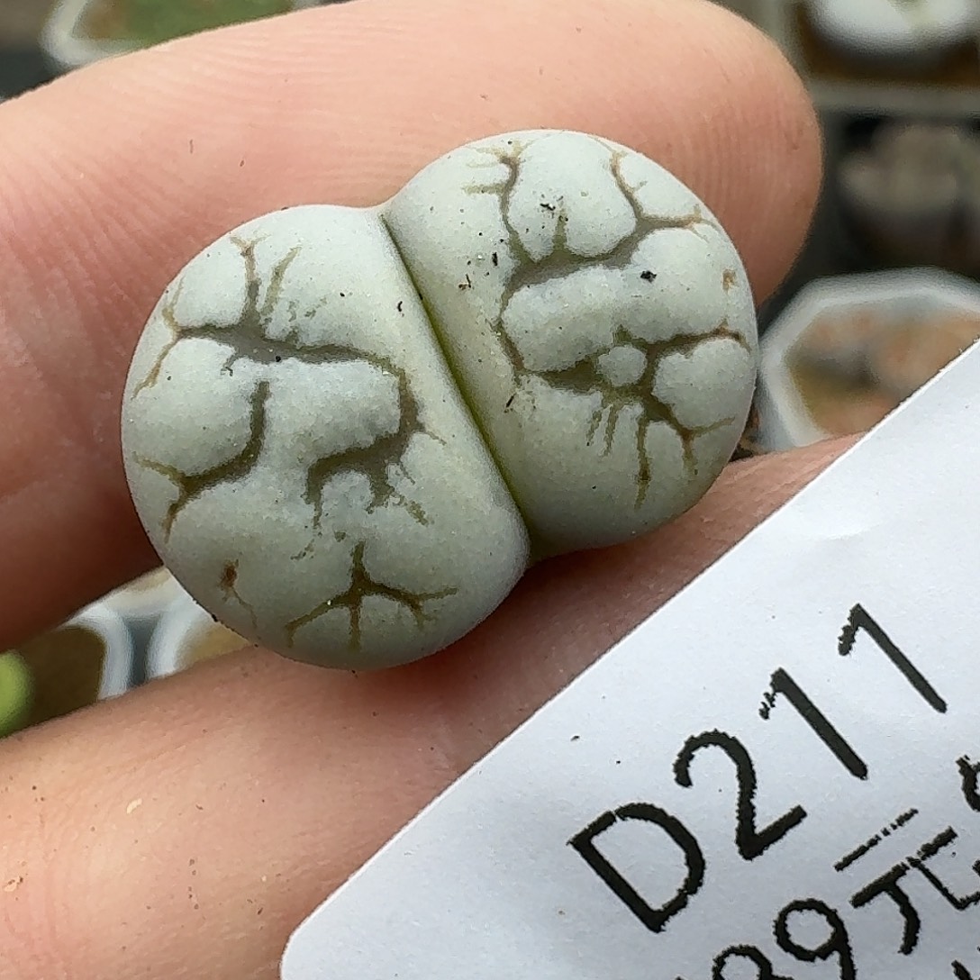 211多肉哈哈哈哈哈哈