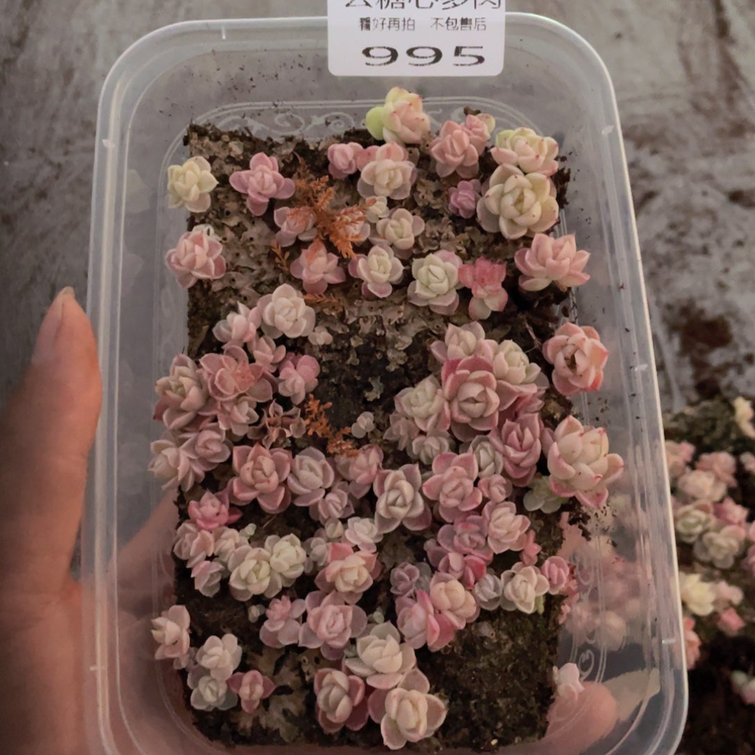  云糖心多肉植物995
