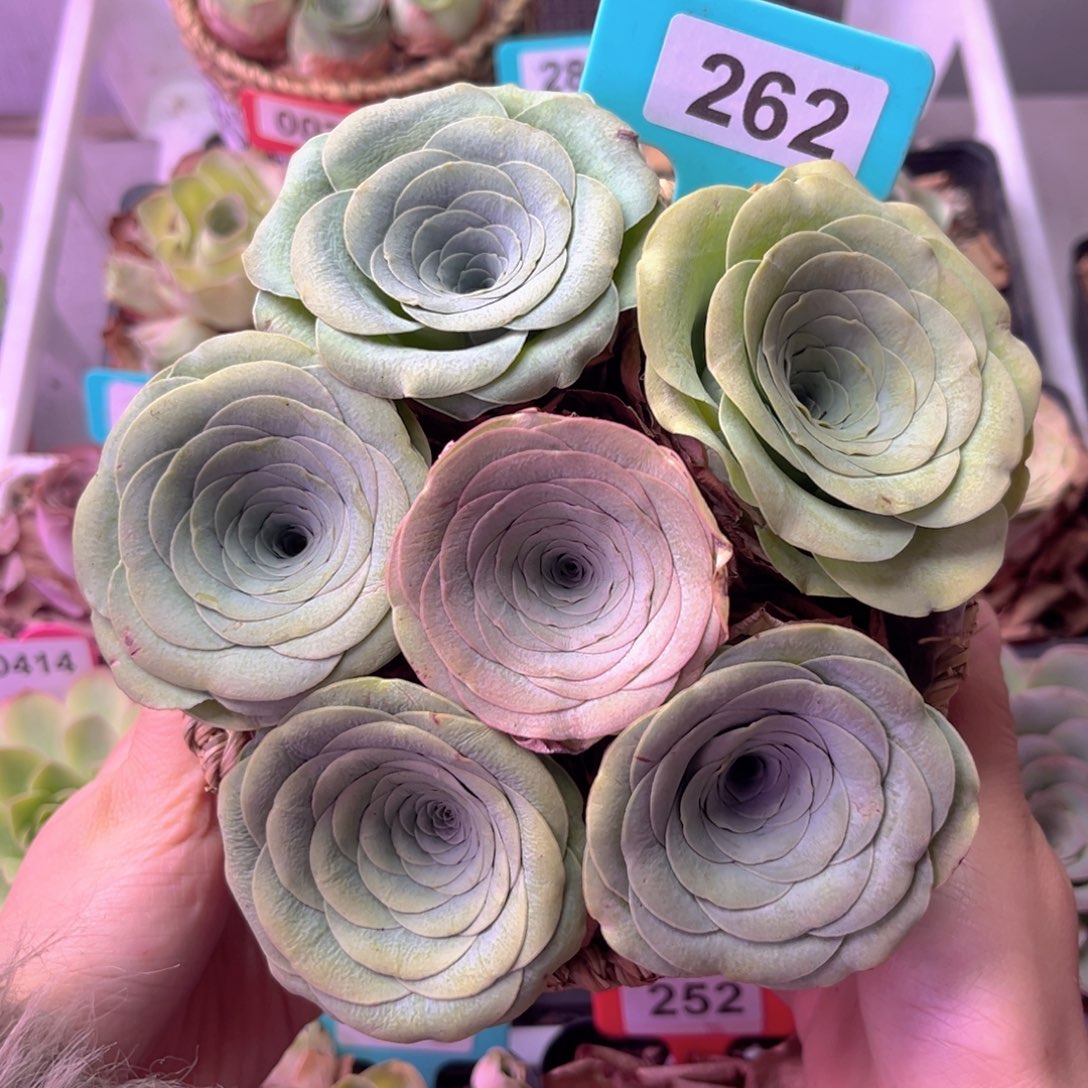 花朵脸玫瑰花篮262 6颗裸根发