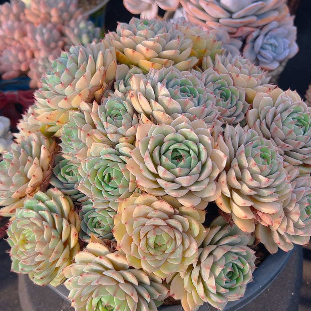 多肉植物保护研究所所长