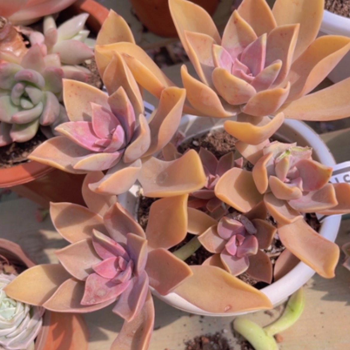 【闪购商品】太妃糖25166