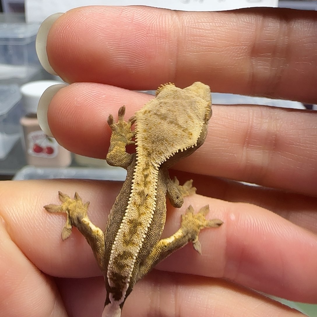 睫角守宫睫角守宫大幼