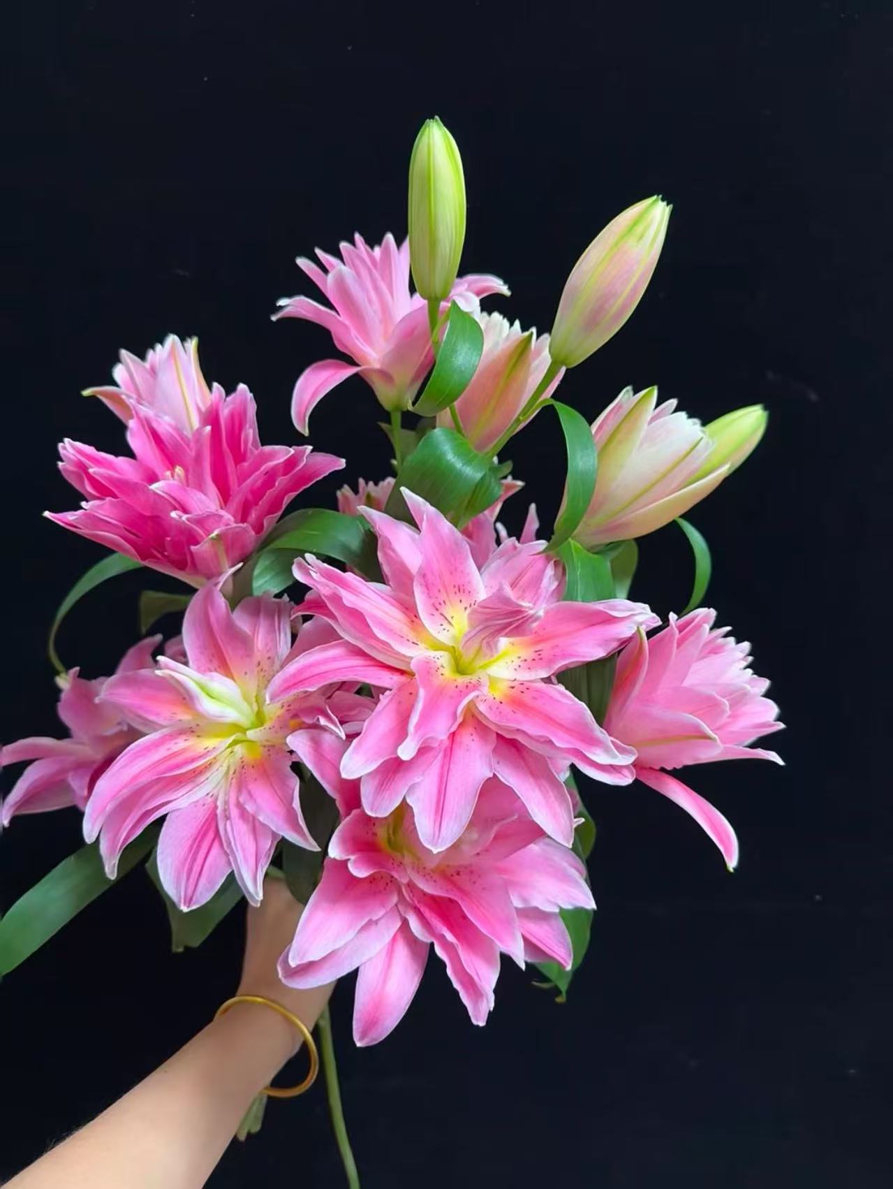 【种业】红美人重瓣百合，花苞小爆花率高