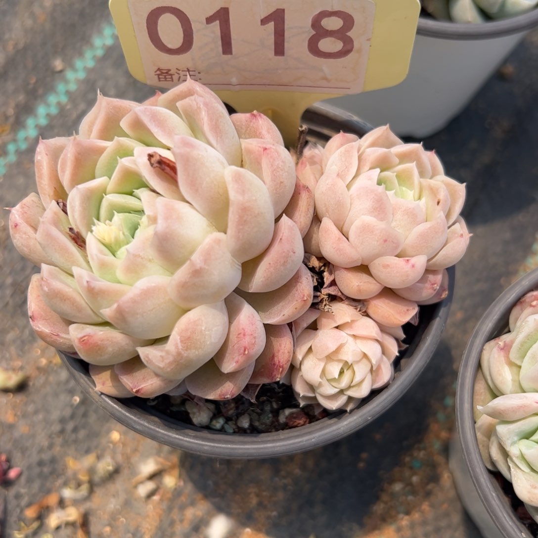 多肉植物白月影群