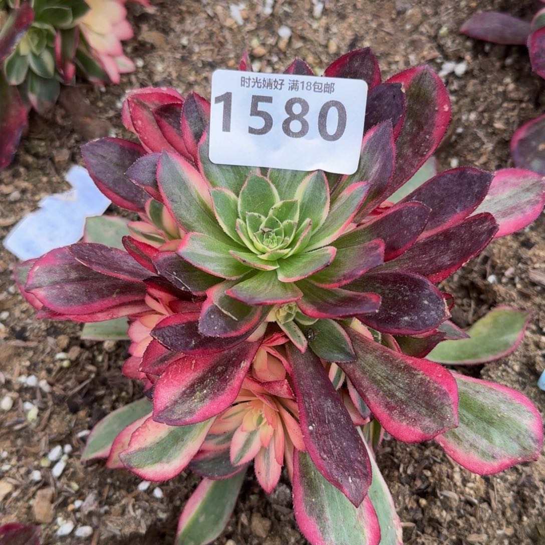 1580黑魔锦多肉植物