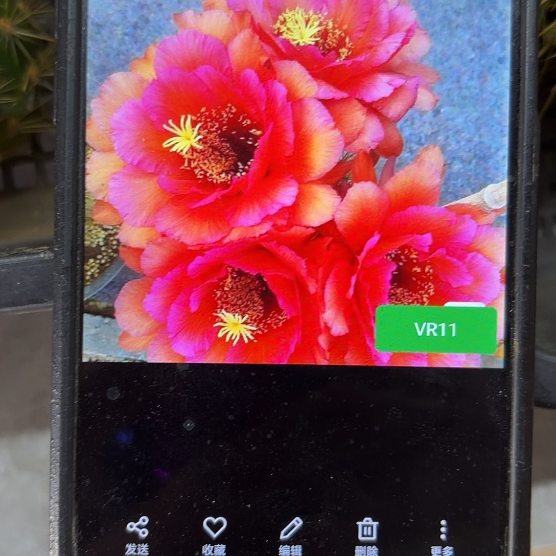 Vr11毛侧牙20包邮28