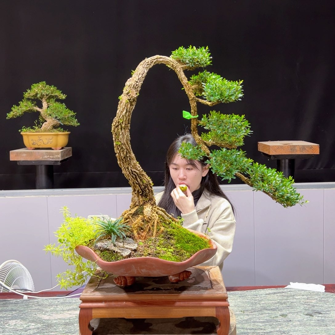 黄杨盆景老桩四季常青