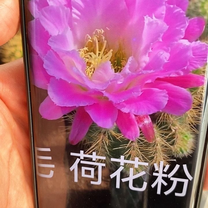 毛 荷花粉/侧芽歪20包邮/