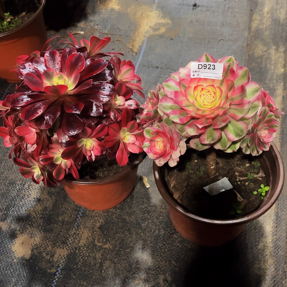 完全开放多肉植物923两小颗