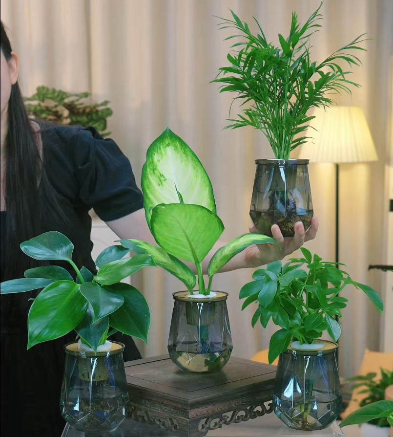 新款水培四件套玛丽安金钻袖珍椰子鸭脚木盆栽桌面好养办公室绿植