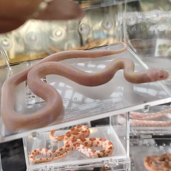 雨林蝎白化加州可爱可爱