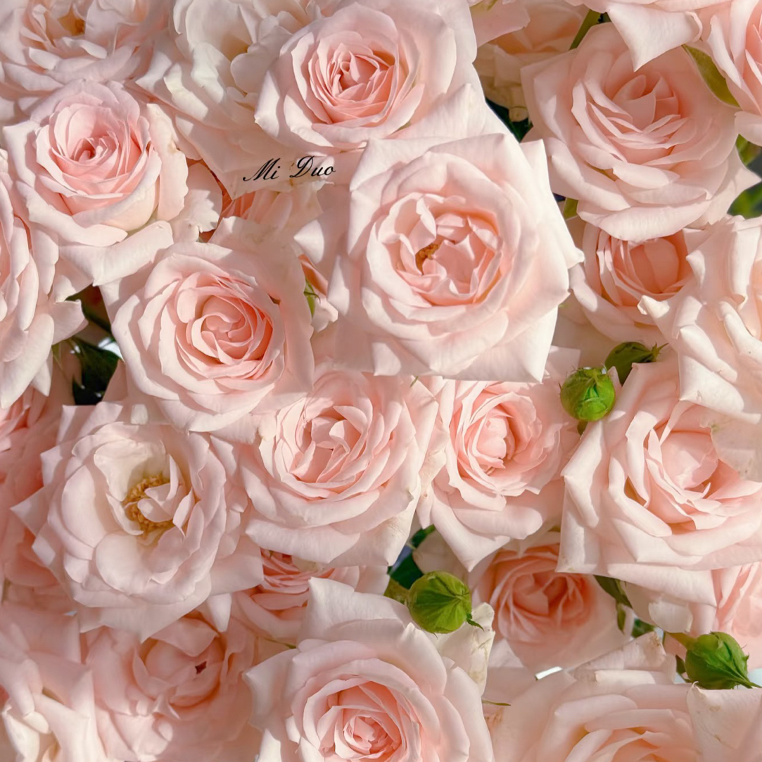 【花甜悦夏优选】粉玛祖利卡多头玫瑰（百分之十不售后2个订单包邮