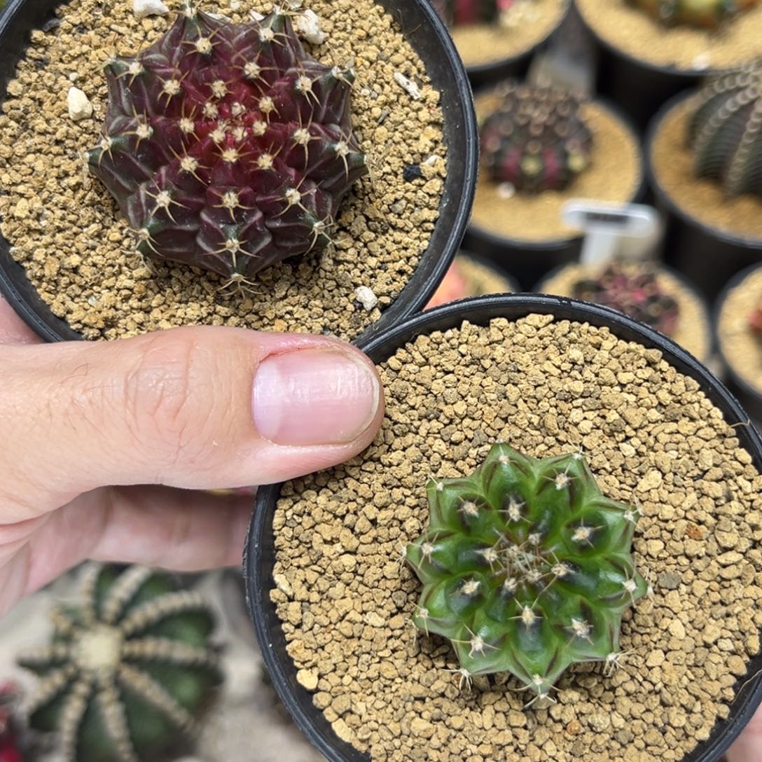 轮回组合特价————————