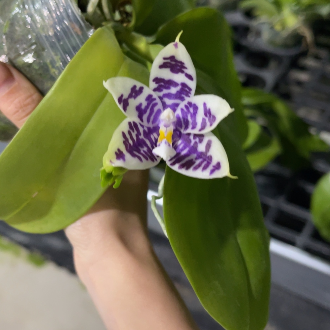 完全开放柳林3585