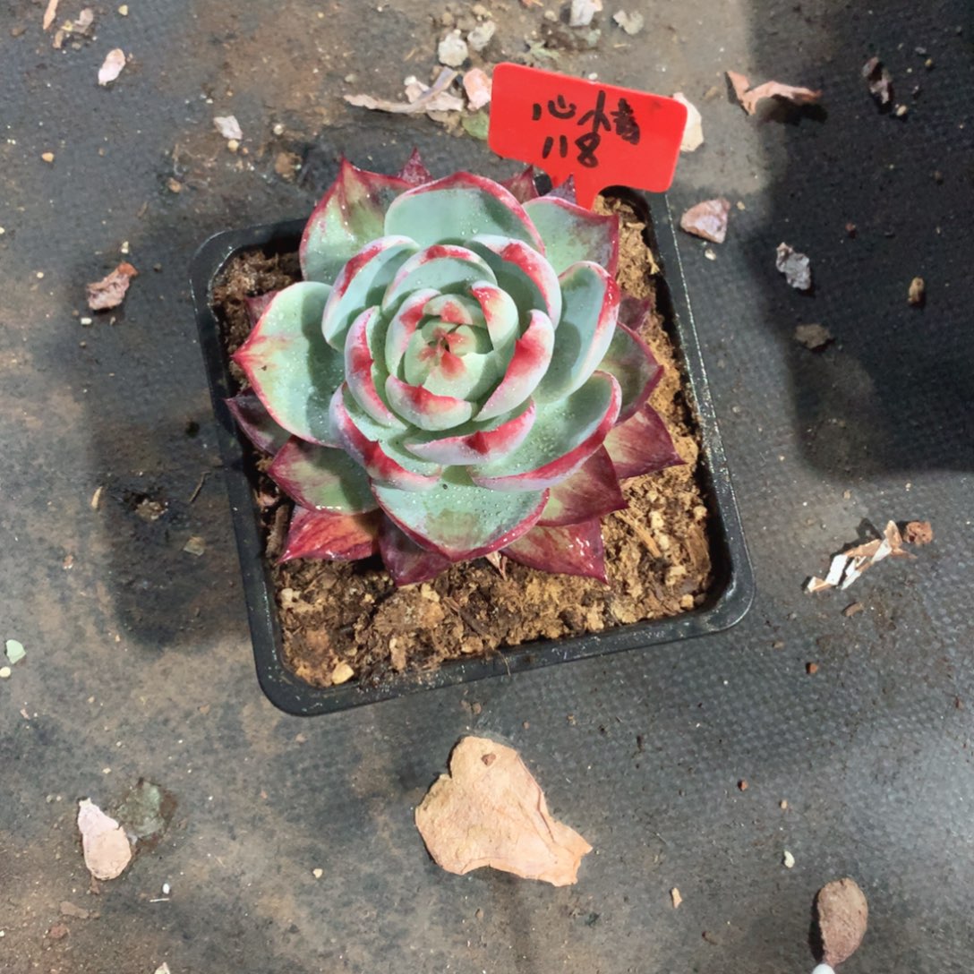 多肉植物惊鸿118号15