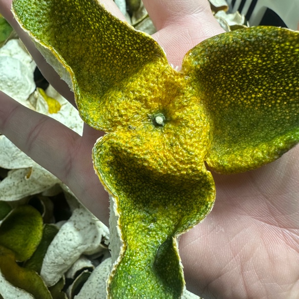 2025 天马圈枝二红 自家种植 原始品种 传统种植