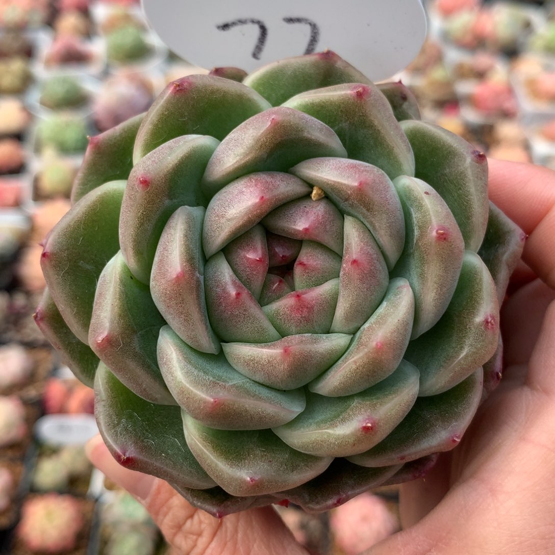 M100珍妮麦秆单头77