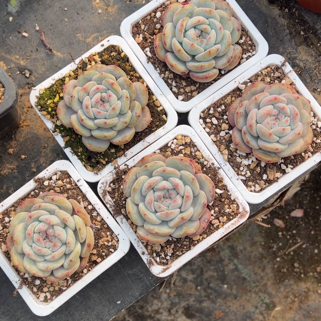 多肉植物，多肉植物