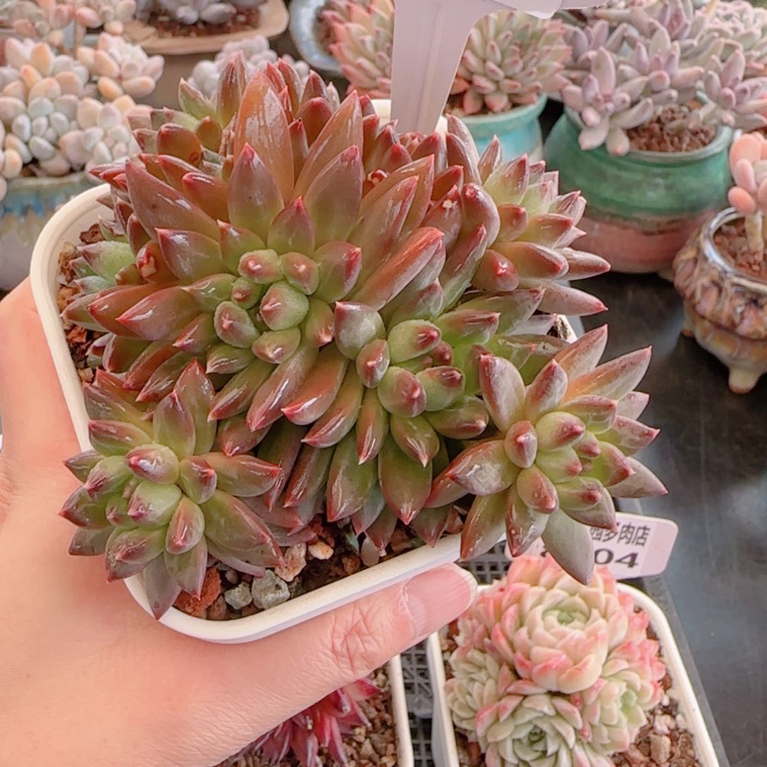 多肉植物8506…………