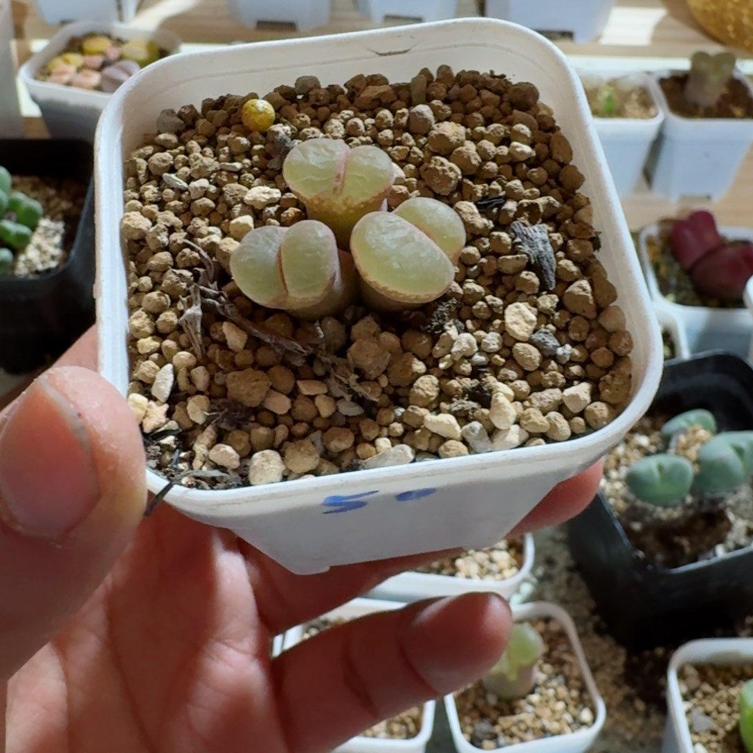 李****)50......多肉......