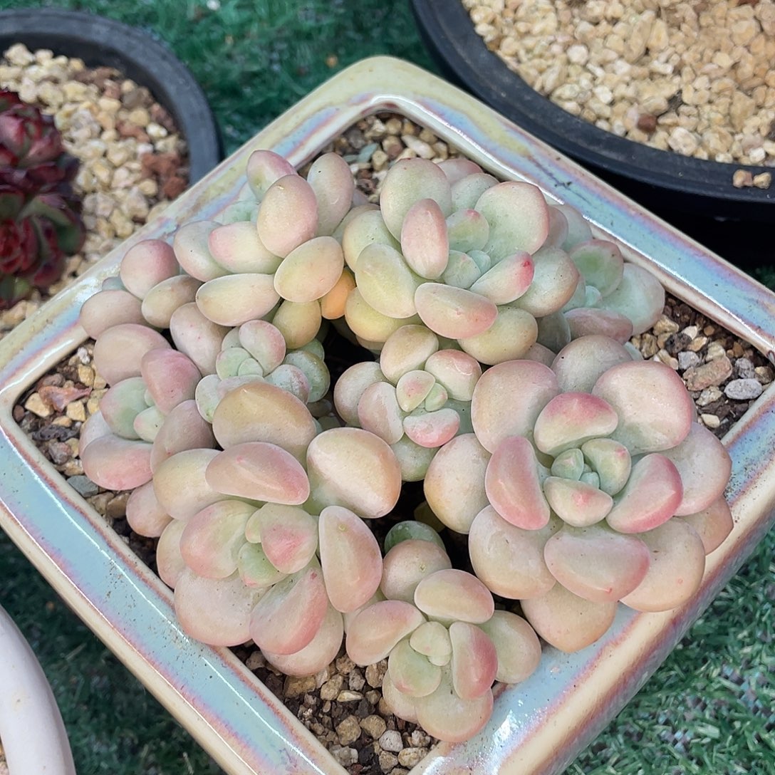 泡泡糖一物一拍28包邮非偏远