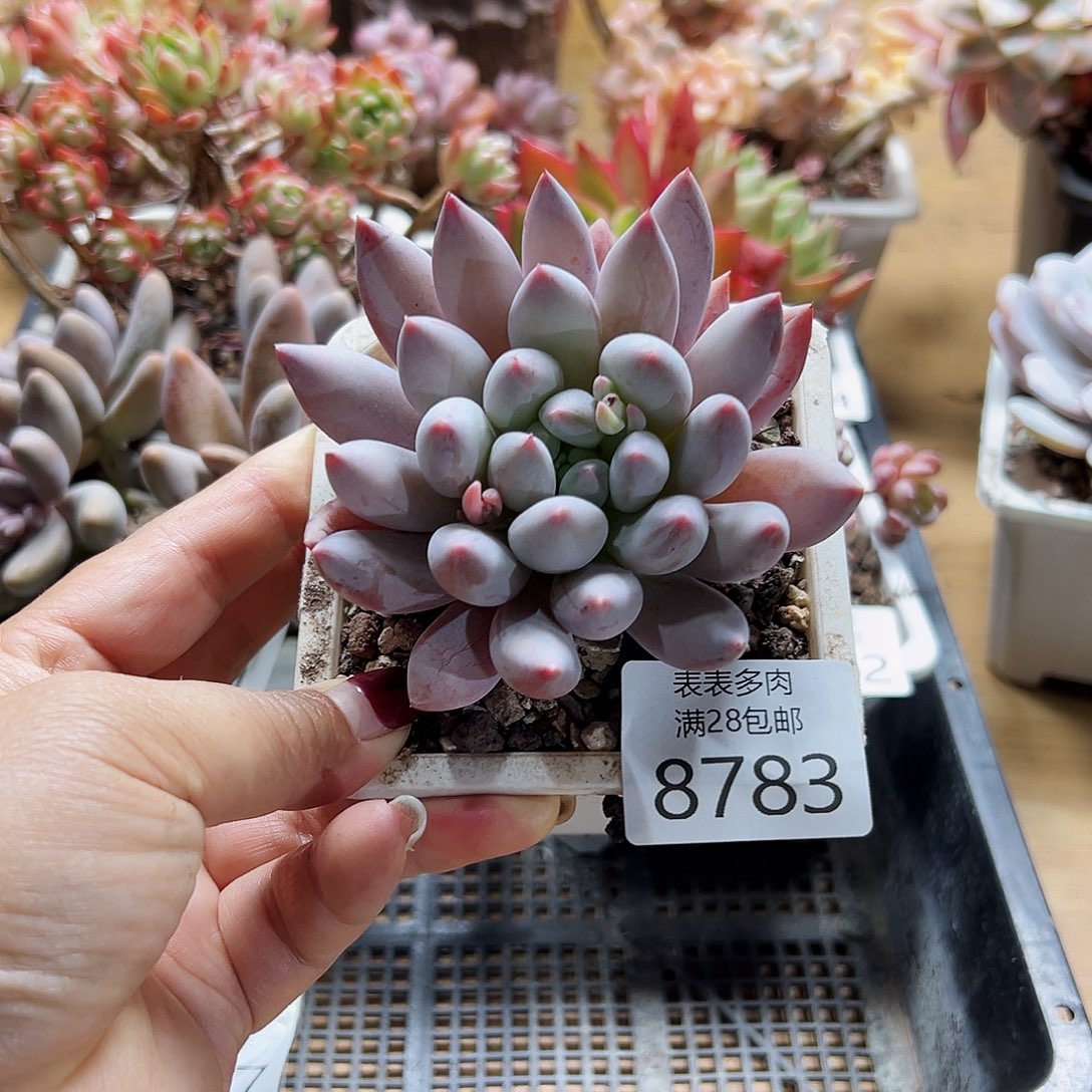 9号多肉一物一拍8783
