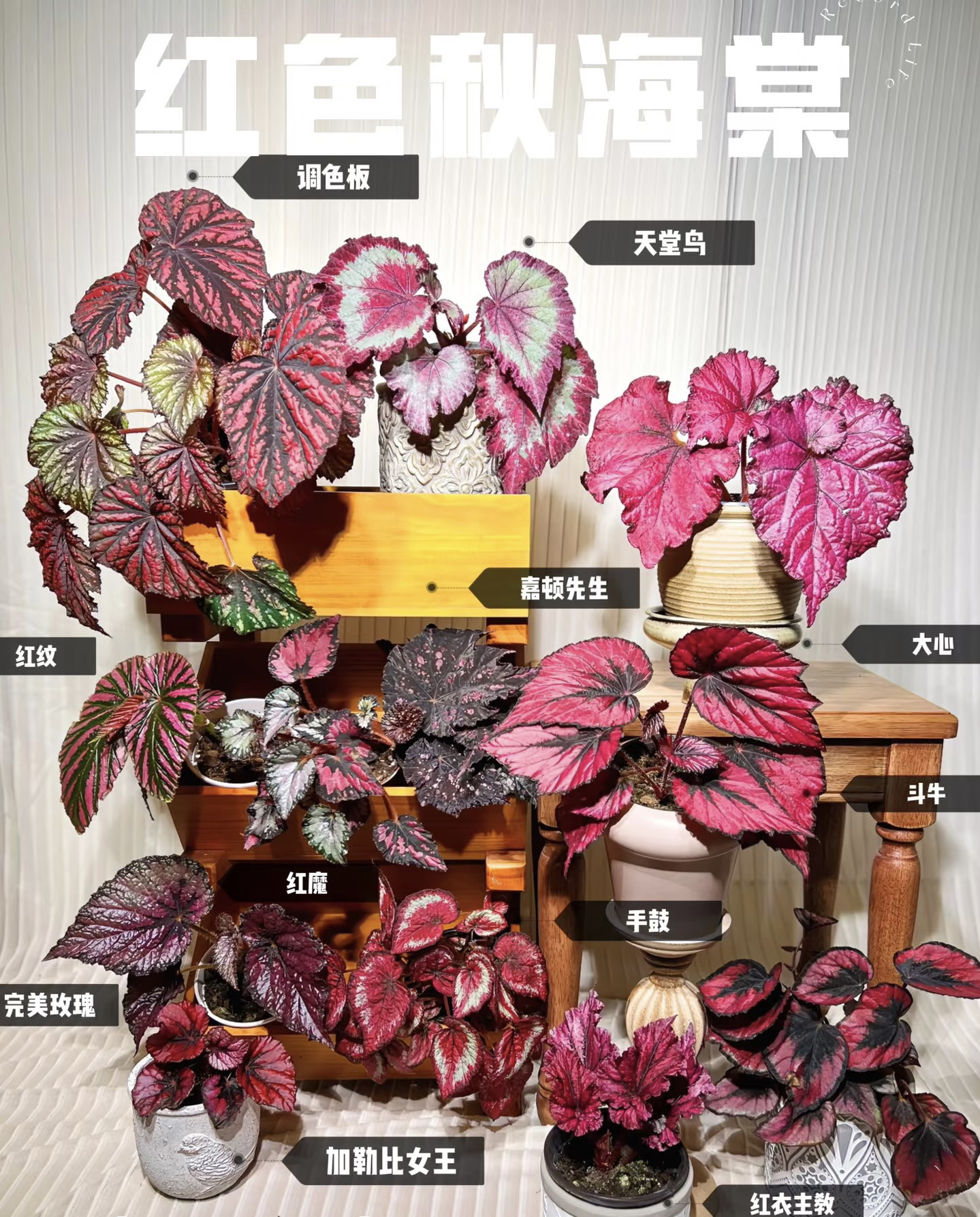 ds系列秋海棠集合一物一拍室内养护秋海棠集合童话故事