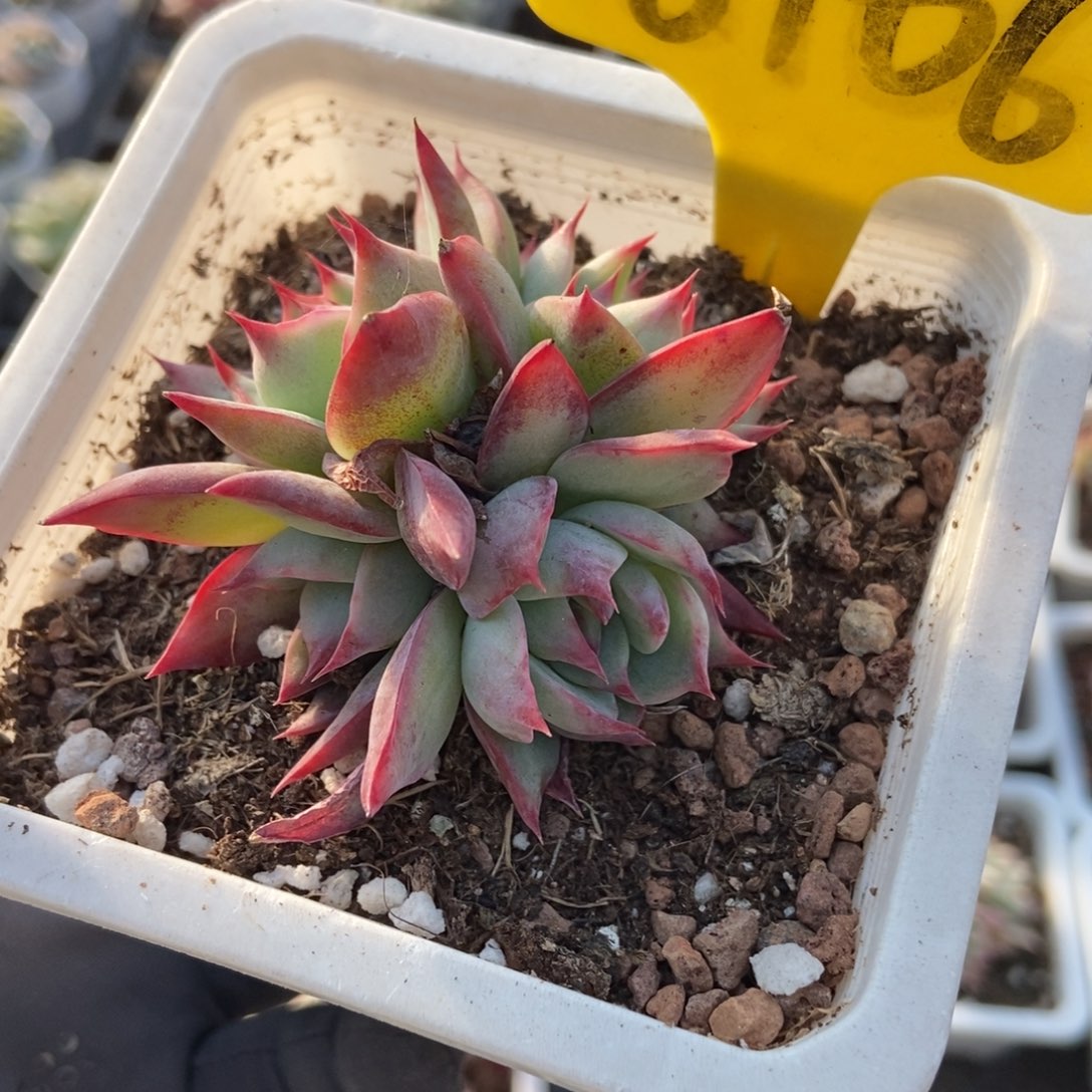 6106惊鸿仙子多肉植物