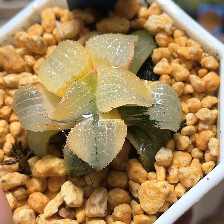 592糊斑天空之镜锦特选福利