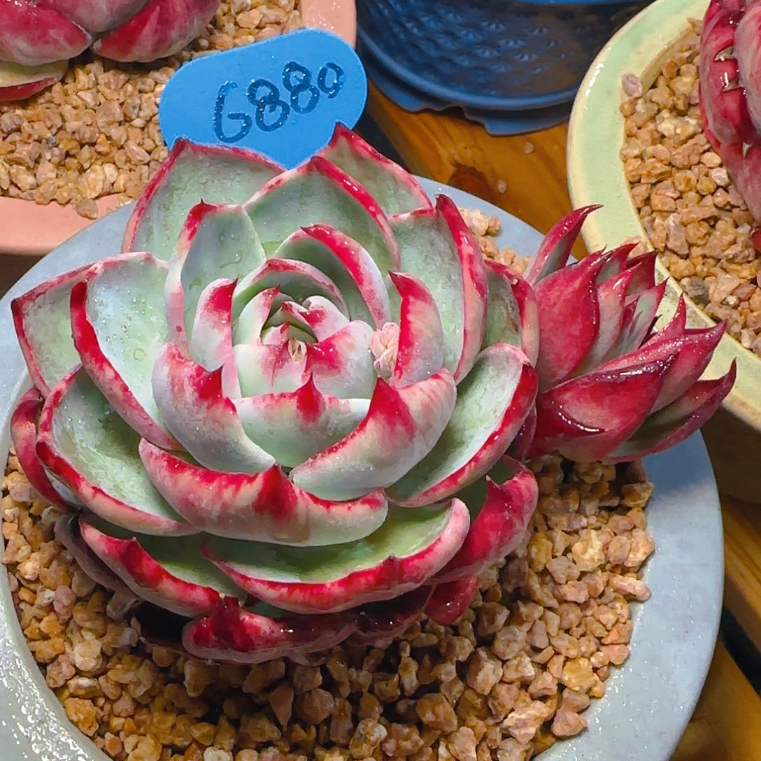 惊鸿仙子一物一拍6880号