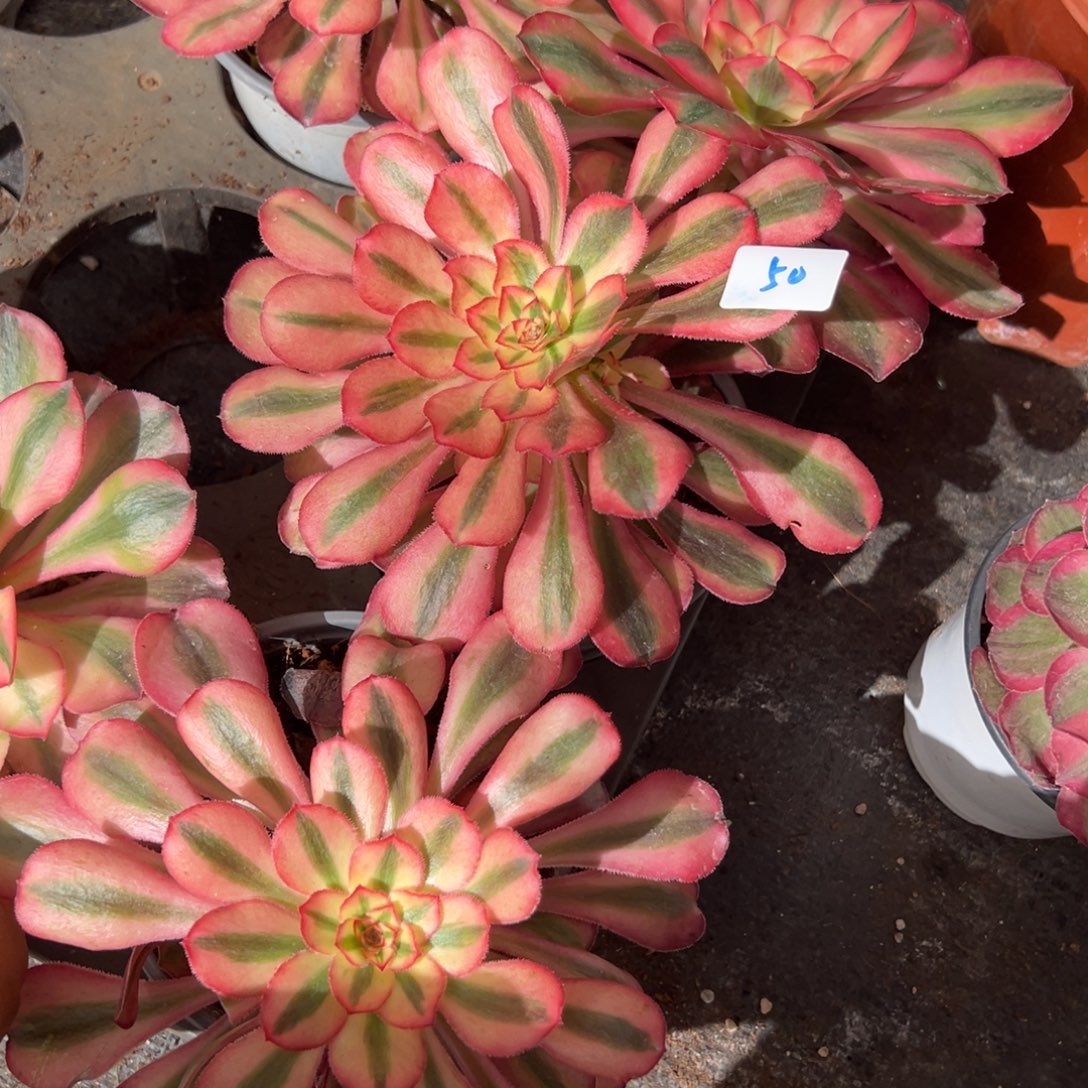 50初恋一颗9.9多肉