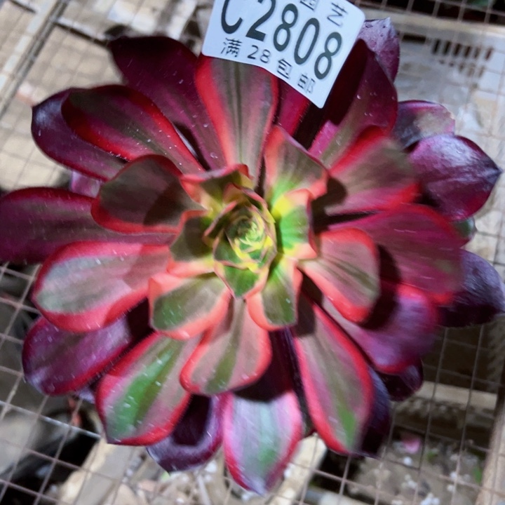 无毒锦多肉植物2808