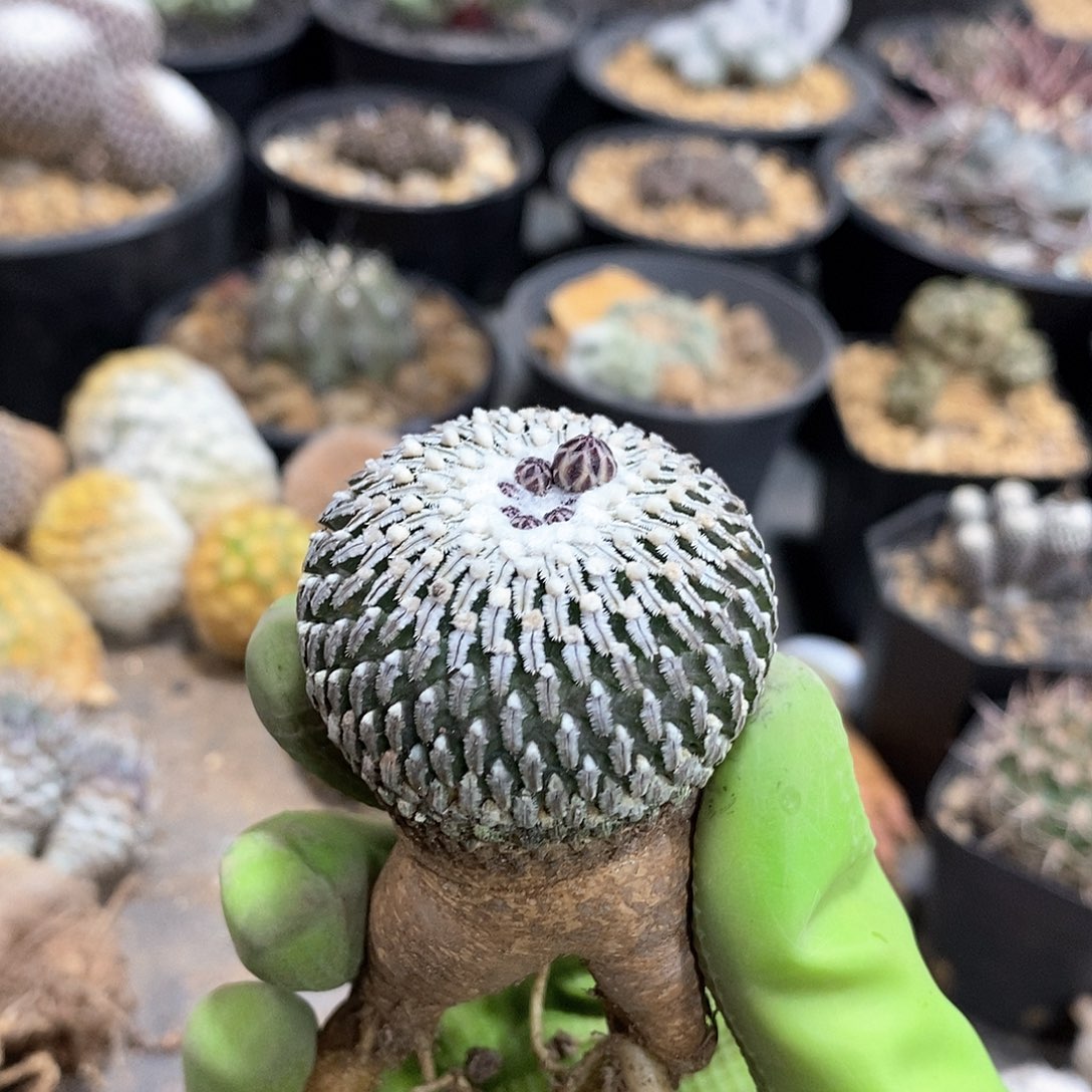 实生精巧殿仙人球