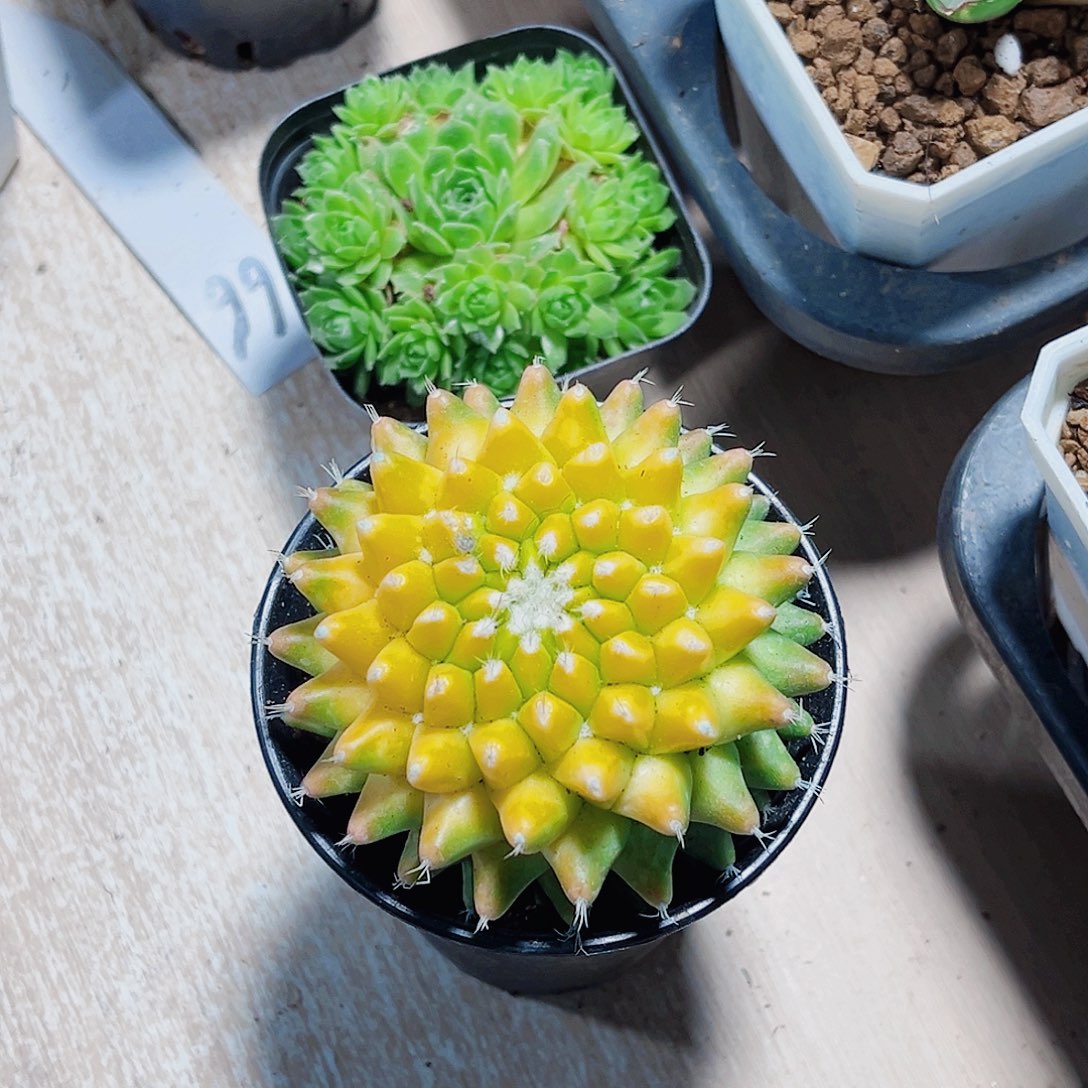 两个小花菠萝球球