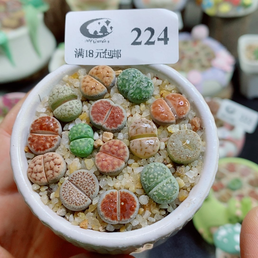 生石花花花花花花花224