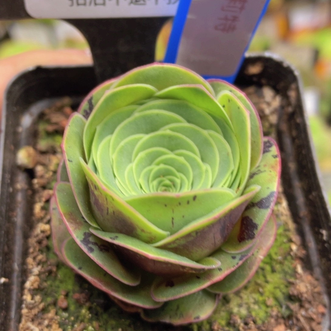 葛莉特玫瑰的一物一拍641