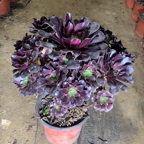 欧紫多肉植物法师20