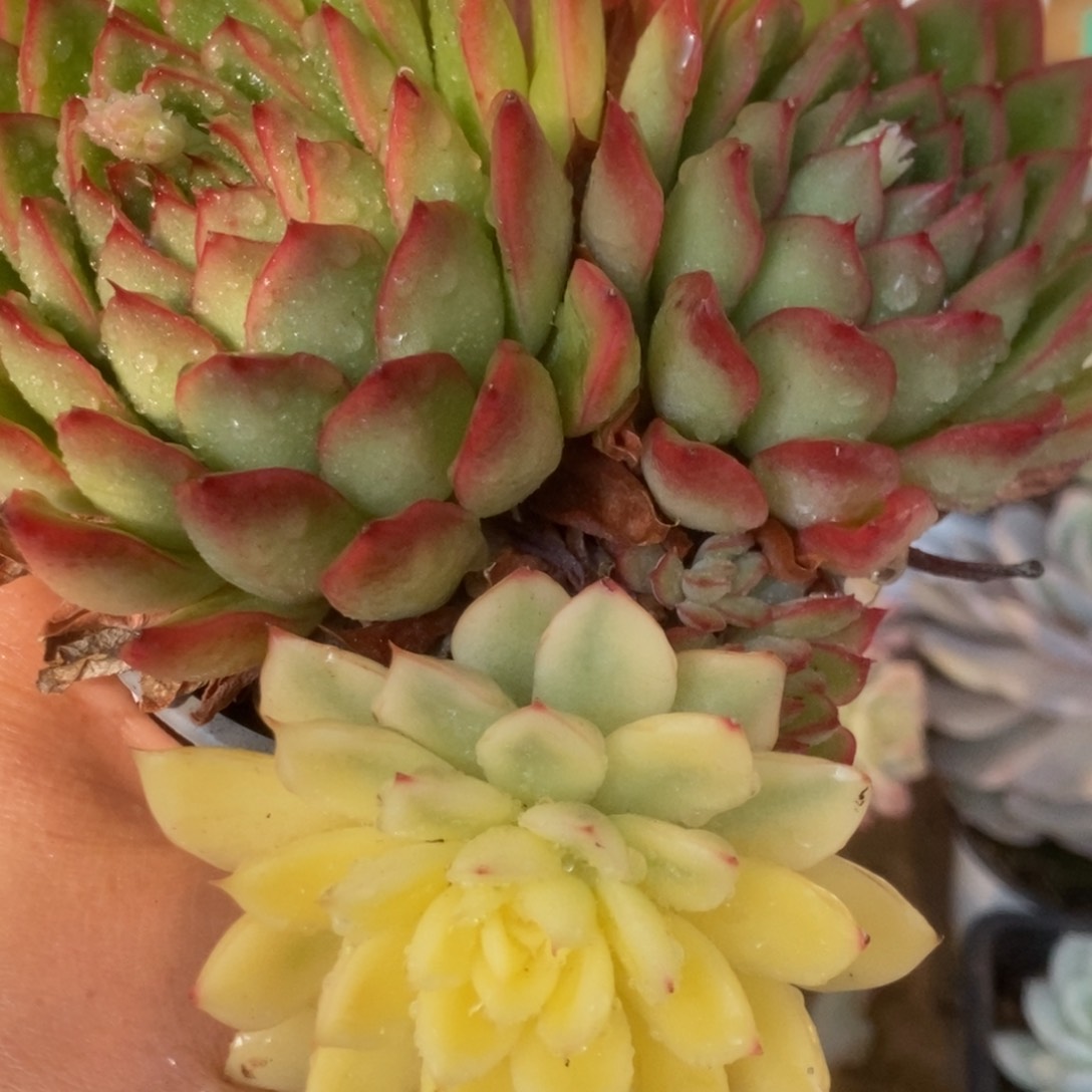 288曼陀罗锦锦锦锦锦锦