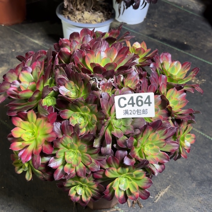 瑞妈一物一拍464