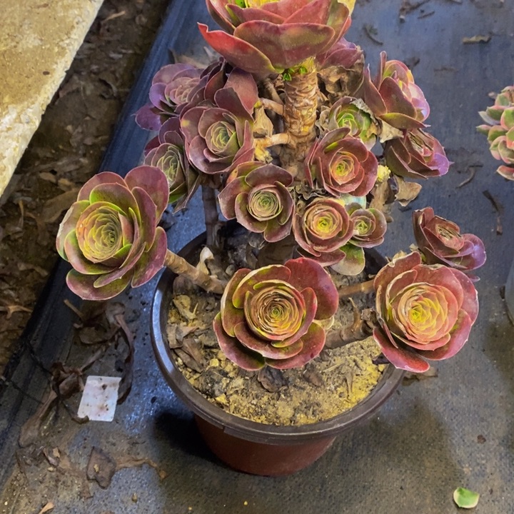 魅金多肉断头不包0490