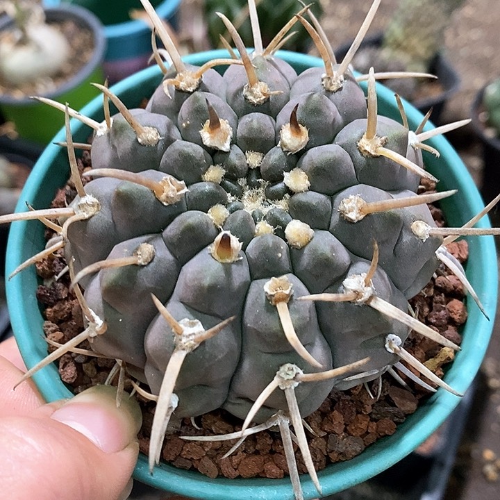 孤品实生紫皮三枪玉福利8cm