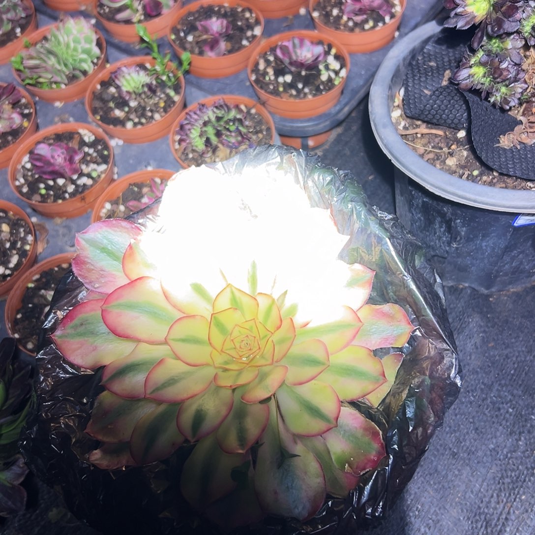 勿***念318多肉植物、爱丽丝