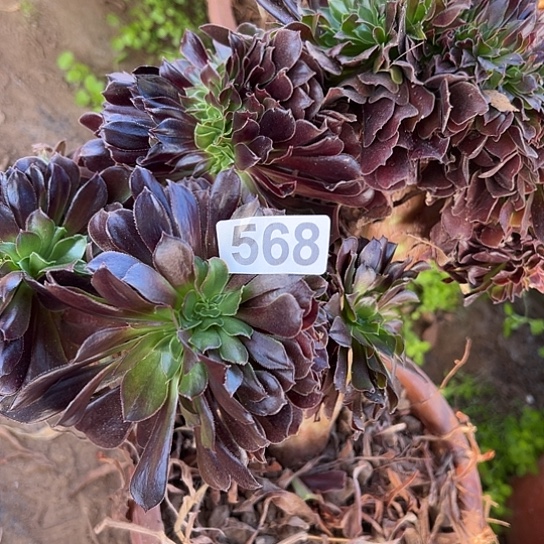 宁***社多肉植物一个欧若拉568