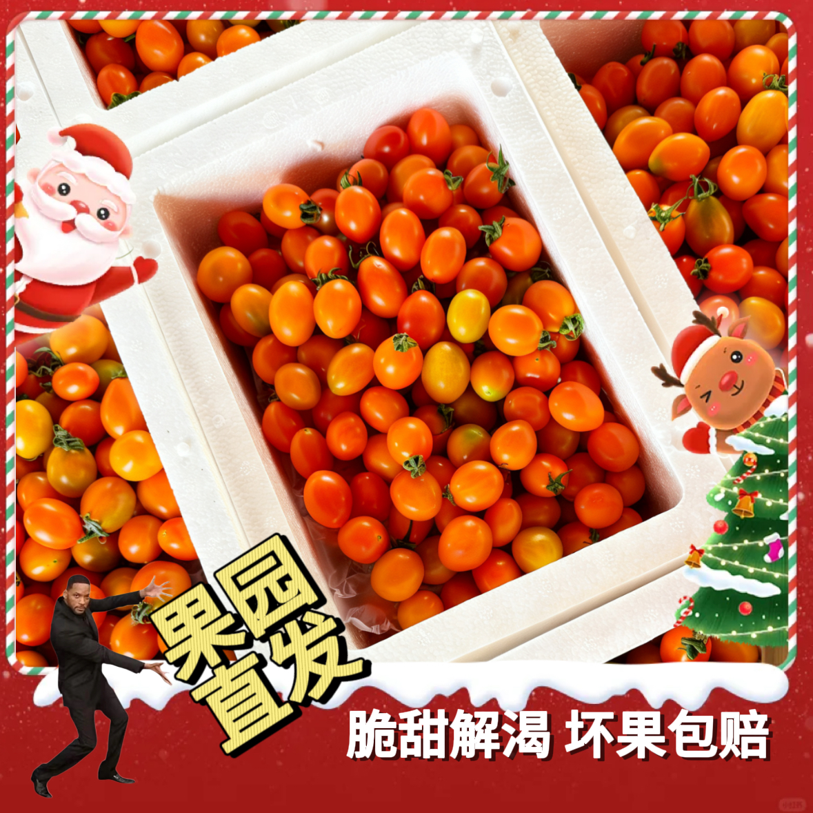 福建新鲜圣女果现摘小番茄酸甜可生吃孕妇水果应季自然熟现摘现发