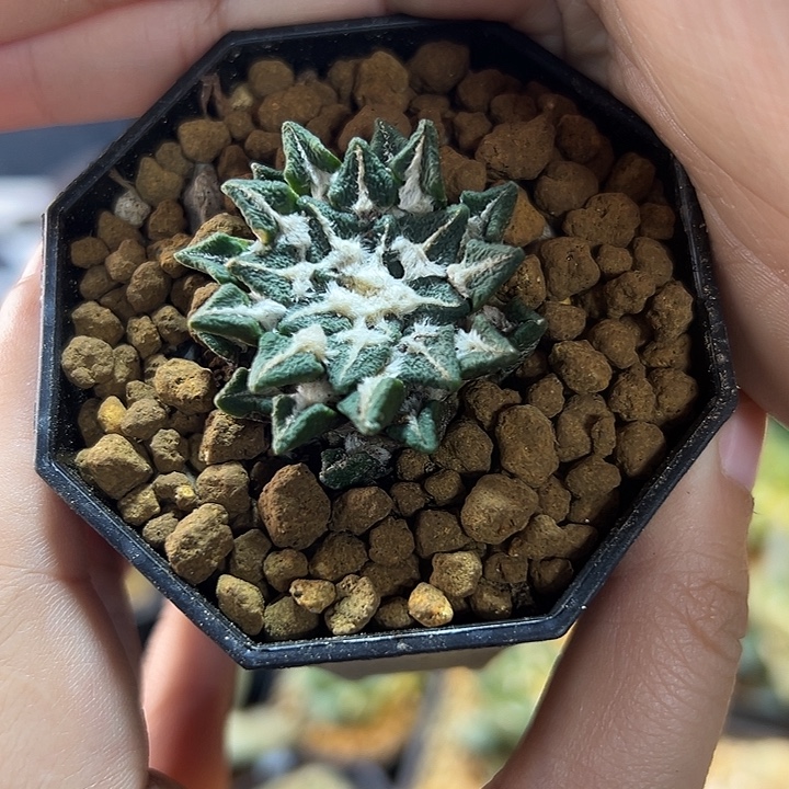 自根福利黑牡丹3.3公分带盆