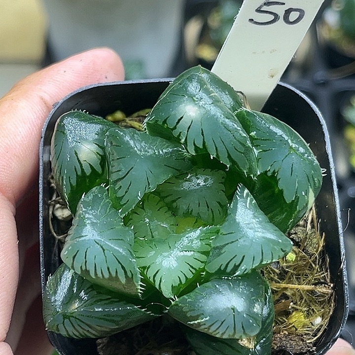 50巨大化夏沫玉露锦