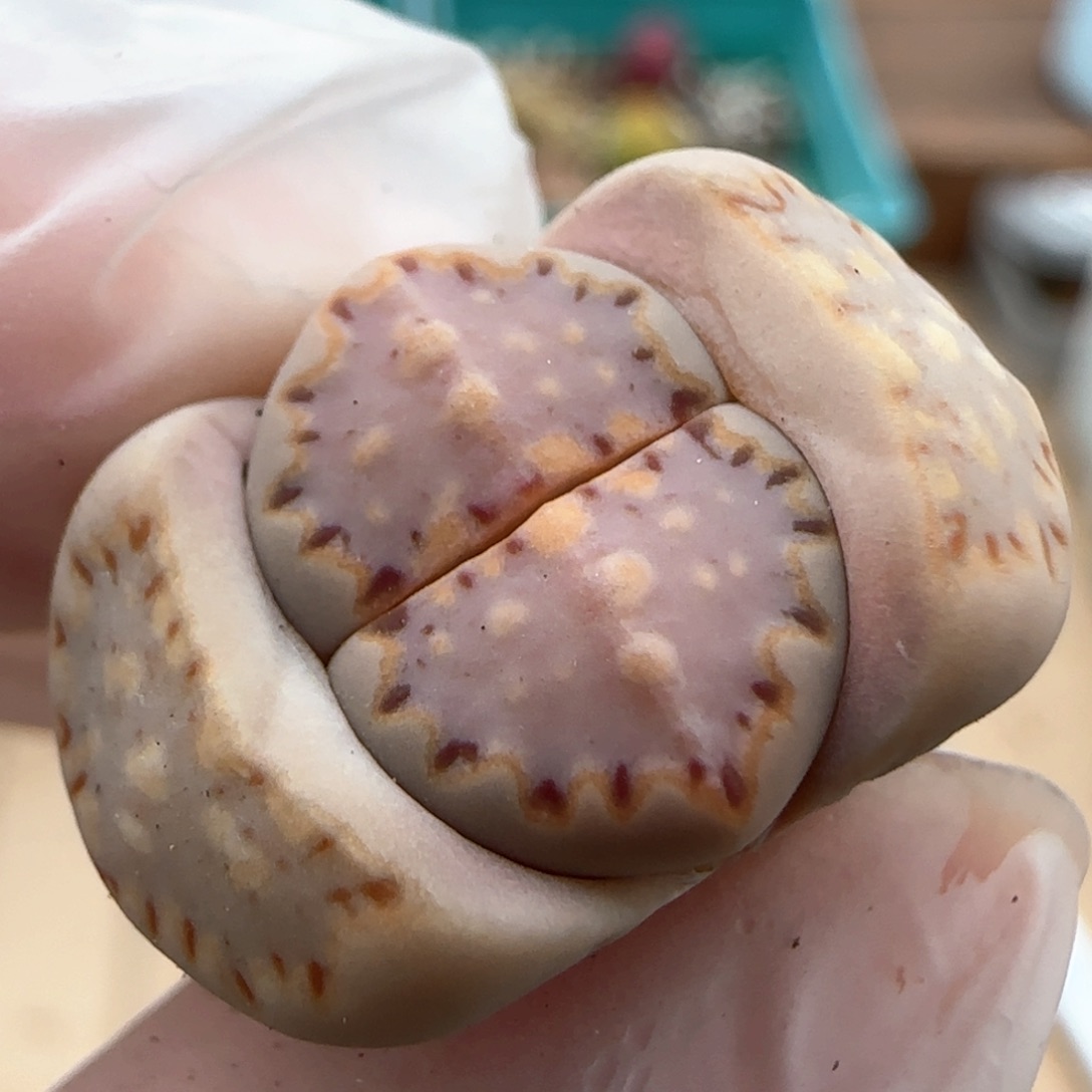 2.20。.015饼干。 5021