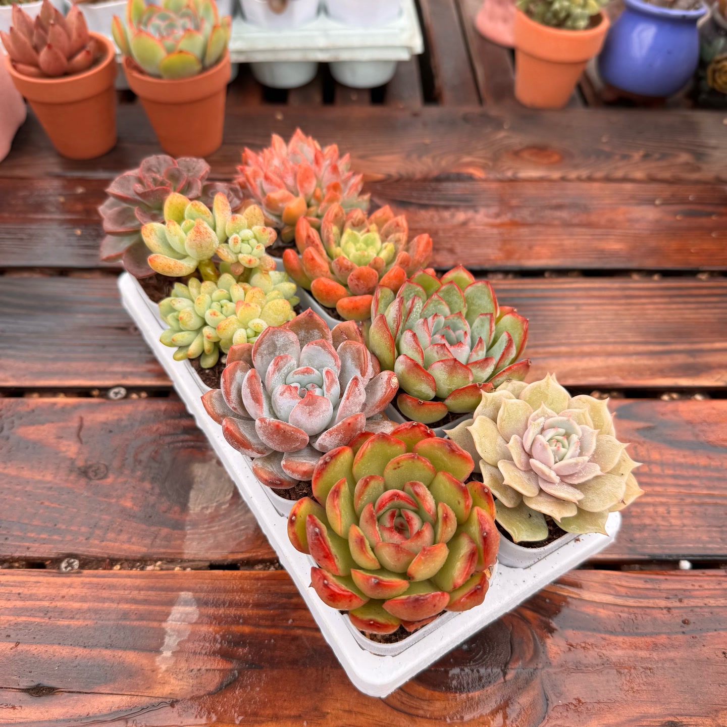 八棵带小方盆土栽好种好多肉植物5-6厘米组合新手好养大颗精品