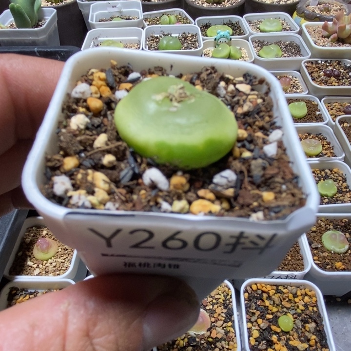 多肉一物一拍拉登260号2.4厘米左右